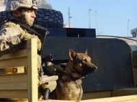 ����� ����