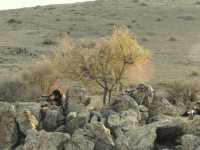 ���������� ����� �����