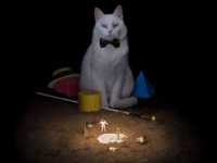 ����-�� ����-��