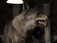 ������: ����