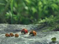 �������. ����������� � ������ ��������