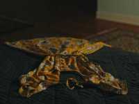 ������: ������� �������