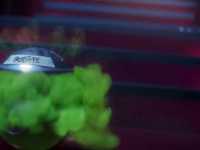 �������: ����������