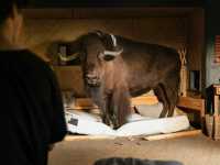 ���� ����