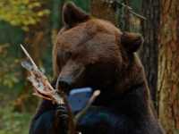 ��� ���� - �������